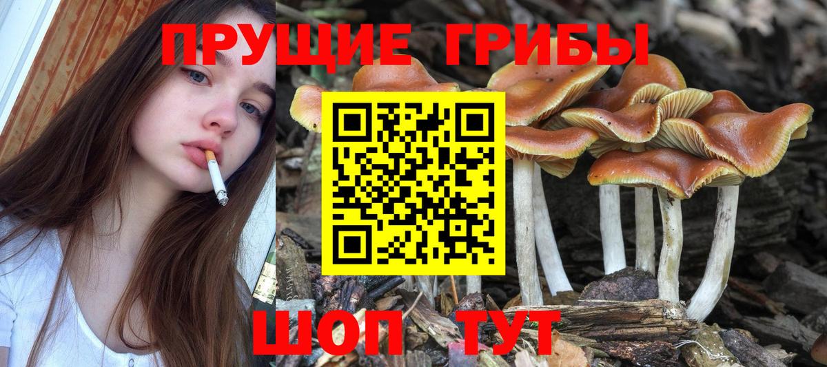 Псилоцибиновые грибы ЛСД  Вход с VPN  Бердск  Галлюциногенные грибы ЛСД 